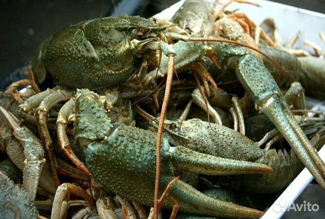 Раки живые и вареные