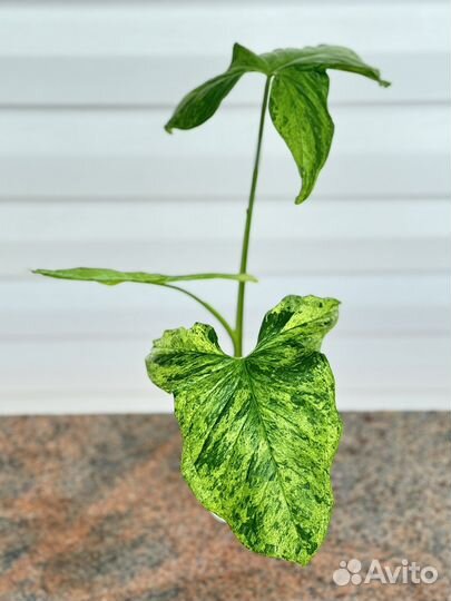 Сингониум моттлед