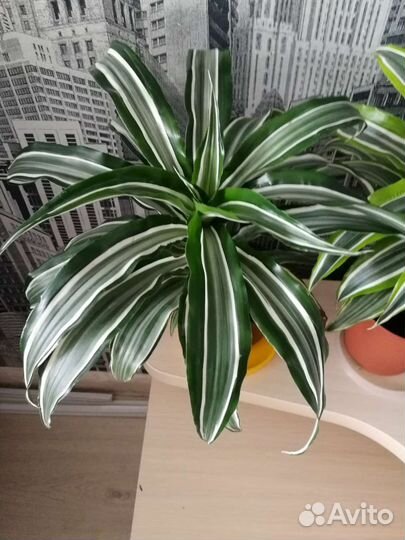 Комнатные цветы драцена