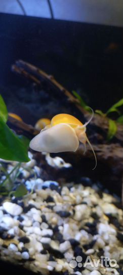 Улитка ампулярия