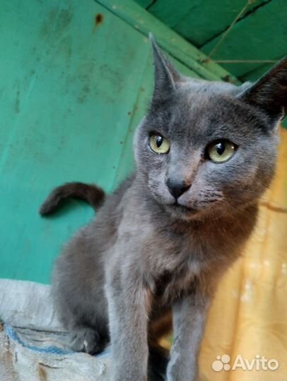 Кошки в добрые руки бесплатно