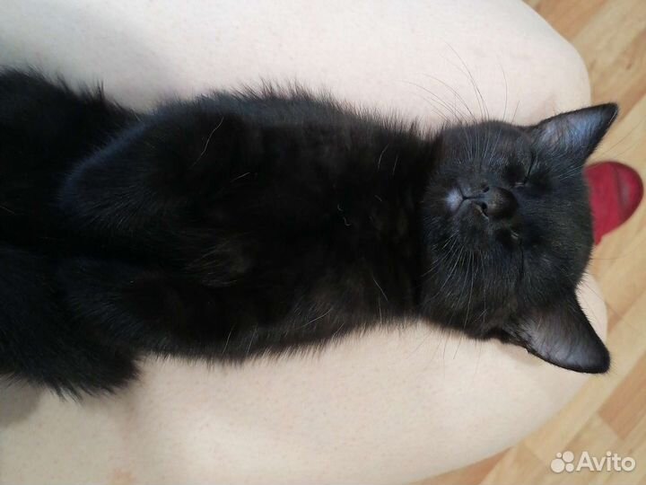 Кошки в добрые руки бесплатно