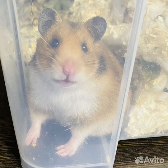 Сирийские хомячки