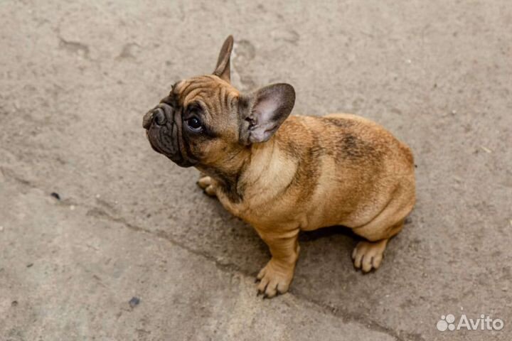 Французский бульдог девочка РКФ