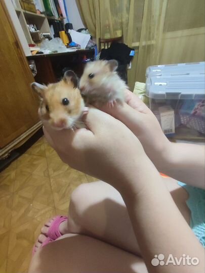 Сирийские хомячки рождены 30.09.24