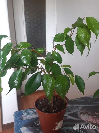 Фикус бенджамина