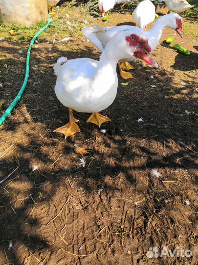 Селезень индоутки тяжелая линия