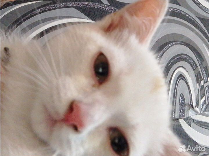 Отдам кота бесплатно
