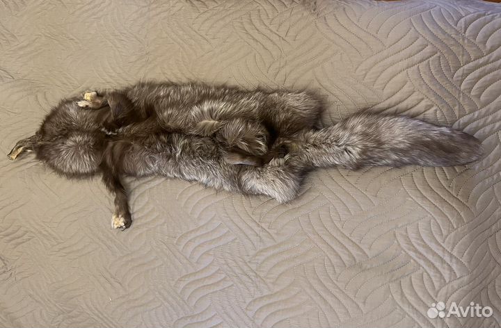 Шкурка песца