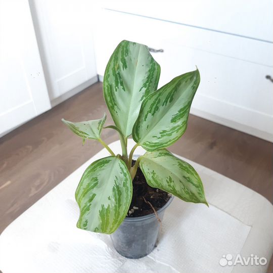 Аглаонема Сильвер Бэй