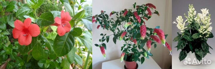 Адениум,барлерия, уайтфельдия