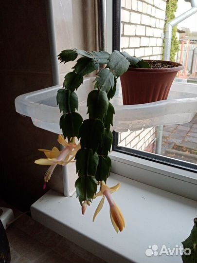 Комнатные растения