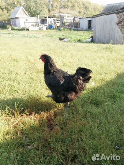Петухи куры,Джерси гигант