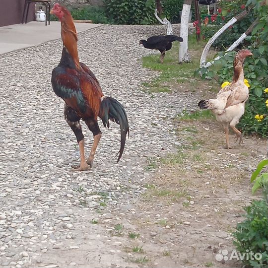 Бойцовые петух карейц