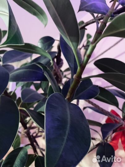 Фикус Робуста