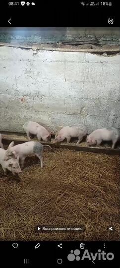 Поросенок ландрас