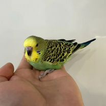 Попугай полу чех