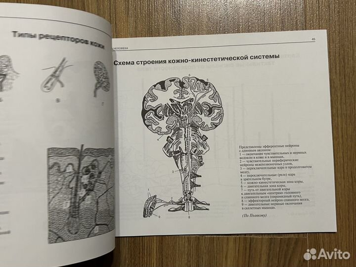 Атлас нервная система человека Астапов Микадзе