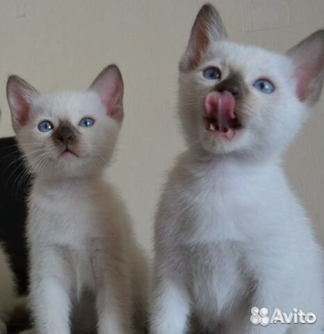 Ненаглядные любимчики-тайцы