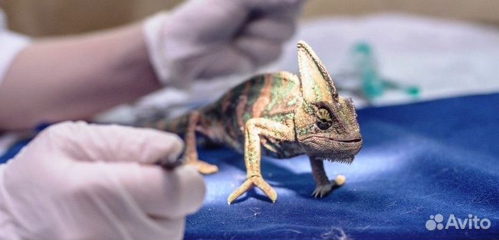 Герпетолог репиилий: осмотр, онлайн консультация