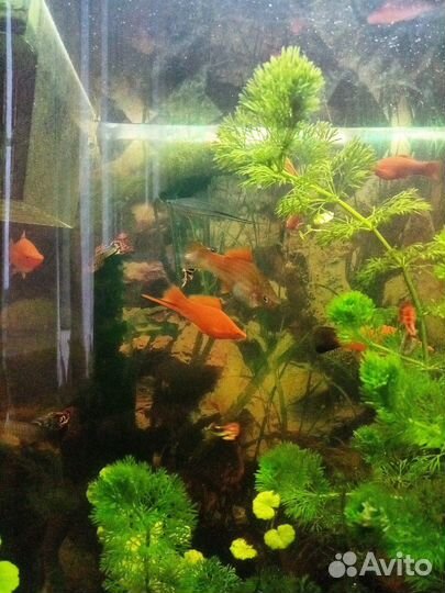 Меченосцы красные (Большие и маленькие)