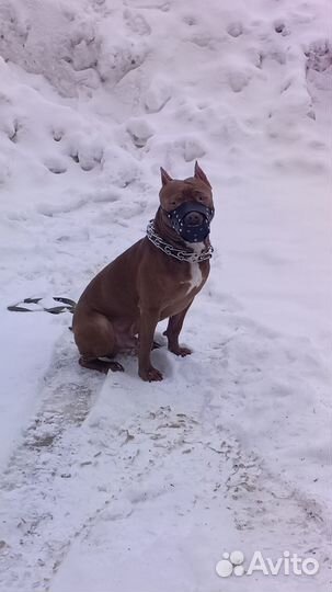 Питбуль вязка