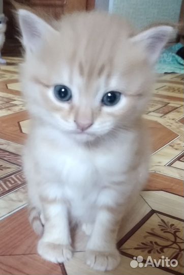 Шотландская