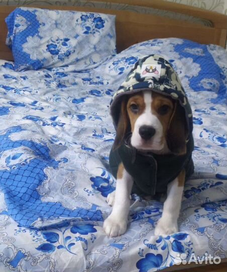 Жилетка для средних собак