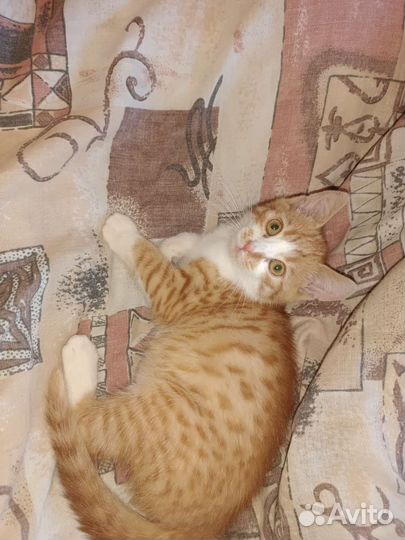 Рыжий котенок в добрые руки бесплатно