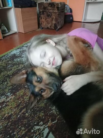 Отдам бесплатно собаку