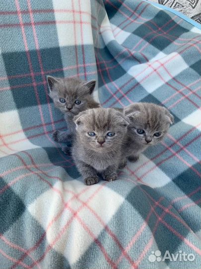 Британская кошка