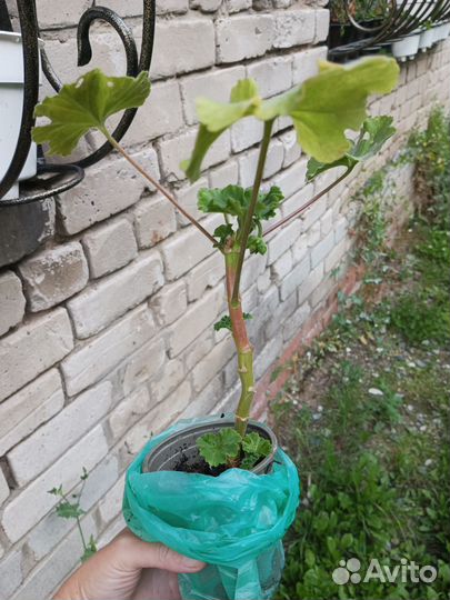 Комнатные цветы