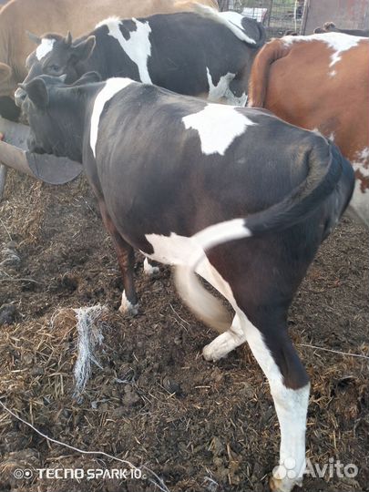 Сельхоз животные