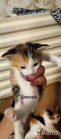 Отдам в добрые руки