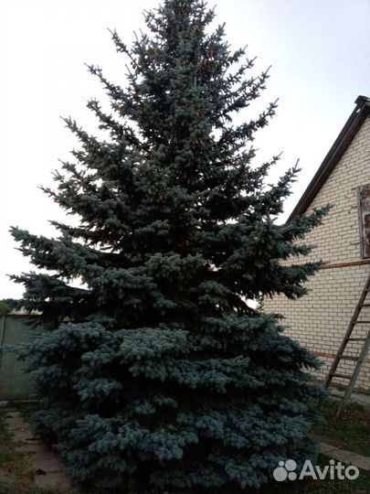 Ель голубая продам цена договорная