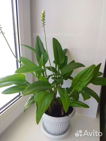 Дримиопсис