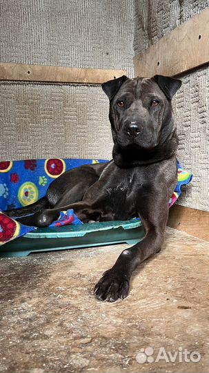 Метис шарпея в приюте ждет семью