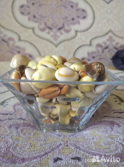 Морские ракушки. Ципреи. (зубатки)