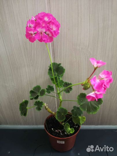 Пеларгония зональная
