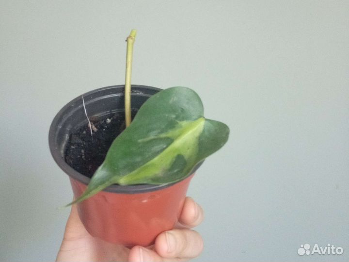 Перец черный, сциндапсус, филодендрон, монстера