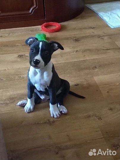 Щенок питбуль