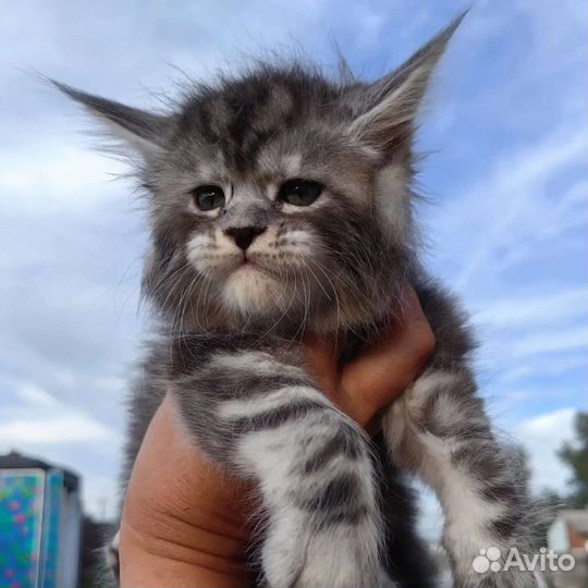 Котята мейн-кун