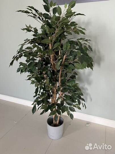 Комнатные цветы шефлера