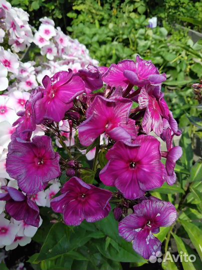 Флоксы цветут в городе