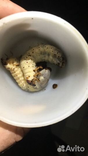 Личинка жука-носорога