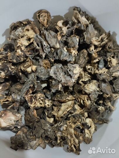 Грибы строчки гигантские сухие