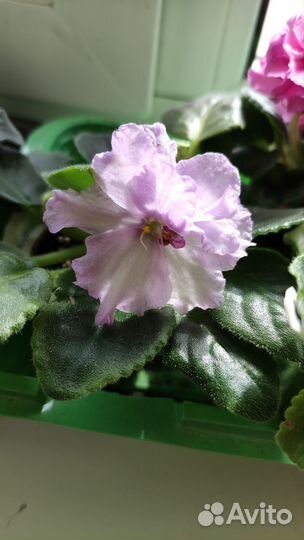 Фиалки набор