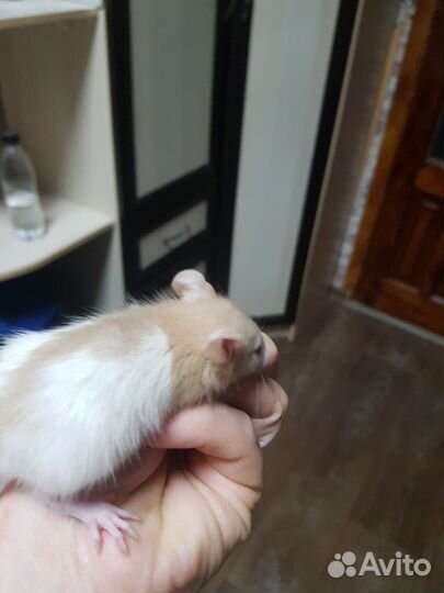 Крысята дамбо