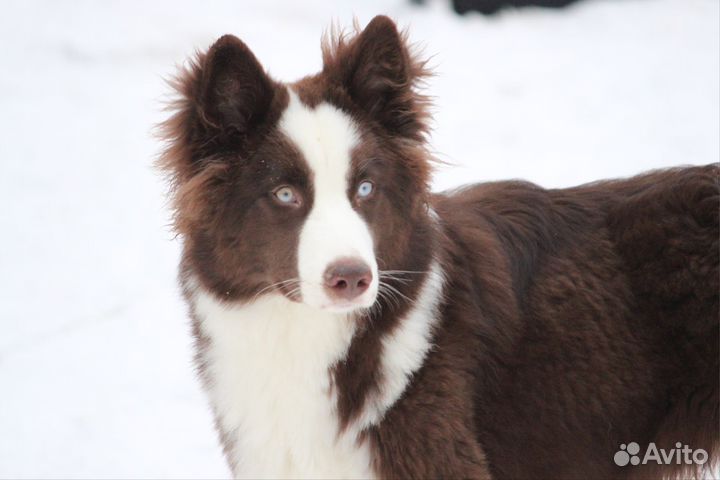 Якутская лайка