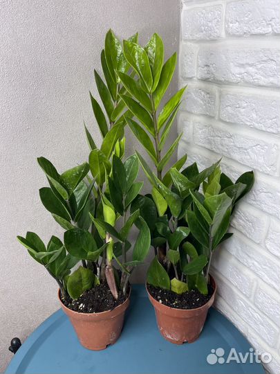 Замиокулькас долларовое дерево комнатные цветы